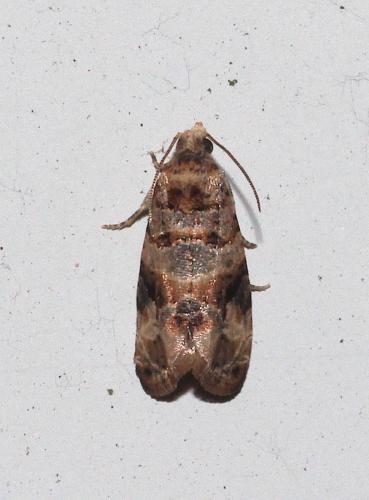 Réf. 295 066 : Lobesia botrana